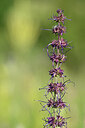 BUITEN BEELD Foto: 445270