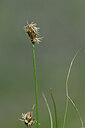 BUITEN BEELD Foto: 445276