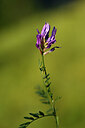 BUITEN BEELD Foto: 445277