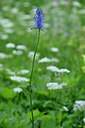 BUITEN BEELD Foto: 445280
