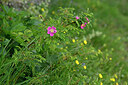 BUITEN BEELD Foto: 445287
