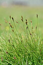 BUITEN BEELD Foto: 445300