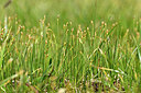 BUITEN BEELD Foto: 445311