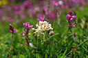 BUITEN BEELD Foto: 445313
