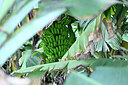 BUITEN BEELD Foto: 445317