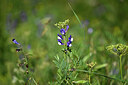 BUITEN BEELD Foto: 445318