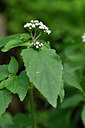 BUITEN BEELD Foto: 445325