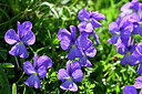 BUITEN BEELD Foto: 445334