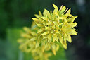 BUITEN BEELD Foto: 445337