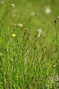 BUITEN BEELD Foto: 445338