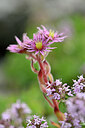 BUITEN BEELD Foto: 445343