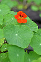 BUITEN BEELD Foto: 445349