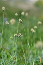 BUITEN BEELD Foto: 445352