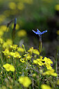 BUITEN BEELD Foto: 445353