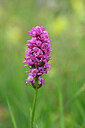 BUITEN BEELD Foto: 445355
