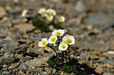 BUITEN BEELD Foto: 445359