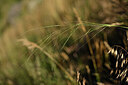 BUITEN BEELD Foto: 445364
