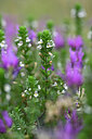 BUITEN BEELD Foto: 445366