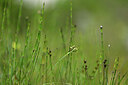 BUITEN BEELD Foto: 445371