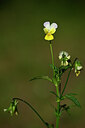 BUITEN BEELD Foto: 445376