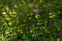 BUITEN BEELD Foto: 445378