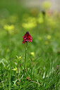 BUITEN BEELD Foto: 445379