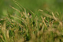 BUITEN BEELD Foto: 445384