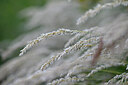BUITEN BEELD Foto: 445385