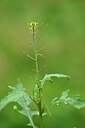 BUITEN BEELD Foto: 445390