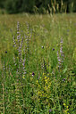 BUITEN BEELD Foto: 445391