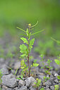 BUITEN BEELD Foto: 445393