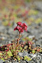 BUITEN BEELD Foto: 445398