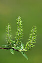 BUITEN BEELD Foto: 445403