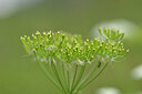 BUITEN BEELD Foto: 445415