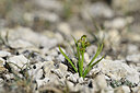 BUITEN BEELD Foto: 445420