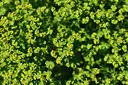 BUITEN BEELD Foto: 445424