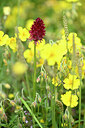 BUITEN BEELD Foto: 445449