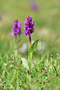 BUITEN BEELD Foto: 445456
