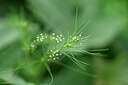 BUITEN BEELD Foto: 445461