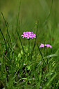 BUITEN BEELD Foto: 445468