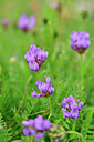 BUITEN BEELD Foto: 445470