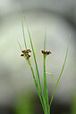 BUITEN BEELD Foto: 445471