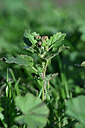 BUITEN BEELD Foto: 445475