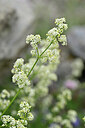 BUITEN BEELD Foto: 445478
