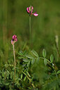 BUITEN BEELD Foto: 445483