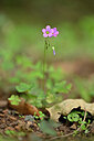 BUITEN BEELD Foto: 445494