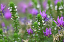 BUITEN BEELD Foto: 445503