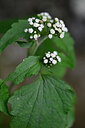 BUITEN BEELD Foto: 445507