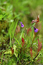 BUITEN BEELD Foto: 445510