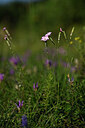 BUITEN BEELD Foto: 445512